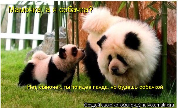 Котоматрица: Мамочка, а я собачка? Нет, сыночек, ты по идее панда, но будешь собачкой.