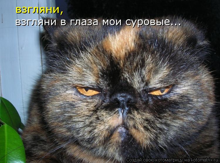 Котоматрица: взгляни, взгляни в глаза мои суровые...