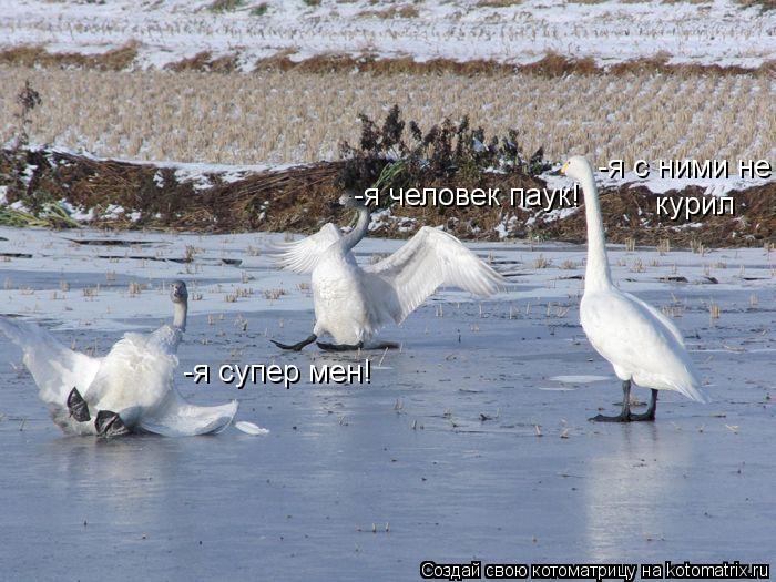 Котоматрица: -я супер мен! -я человек паук! -я с ними не курил
