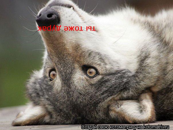 Котоматрица: ты тоже дурак