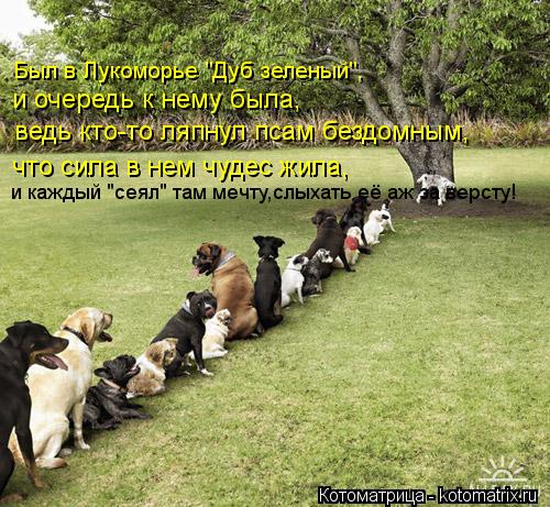 Котоматрица: Был в Лукоморье "Дуб зеленый", и очередь к нему была, ведь кто-то ляпнул псам бездомным, что сила в нем чудес жила, и каждый "сеял" там мечту,слы