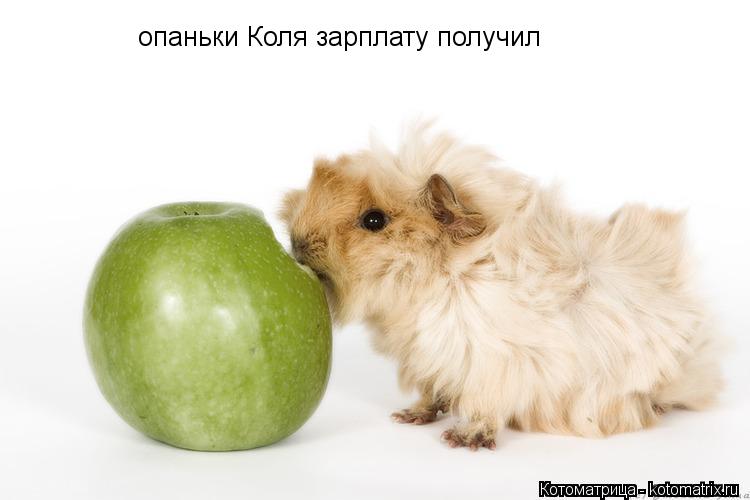 Котоматрица: опаньки Коля зарплату получил