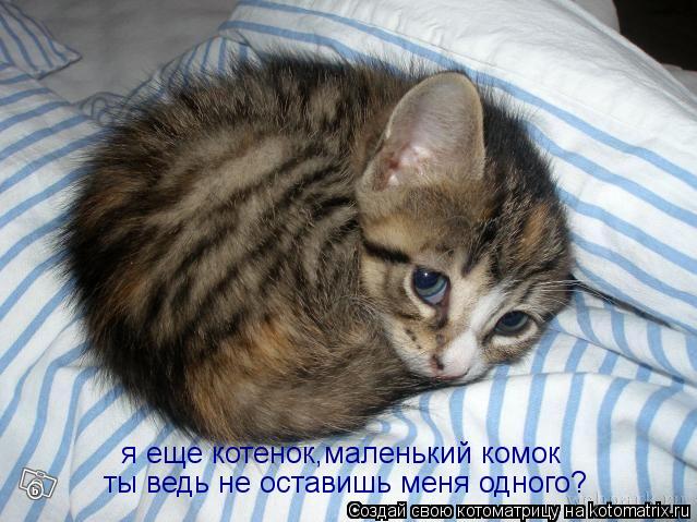 Котоматрица: я еще котенок,маленький комок ты ведь не оставишь меня одного?