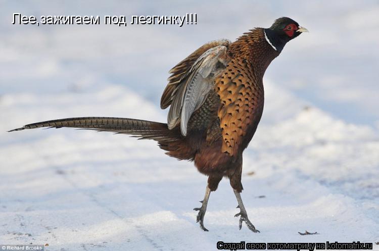Котоматрица: Лее,зажигаем под лезгинку!!!