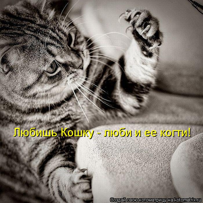 Котоматрица: Любишь Кошку - люби и ее когти!