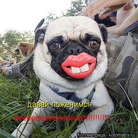 Котоматрица: давай поженимся нееееееееееееееет!!!!!!!!!!