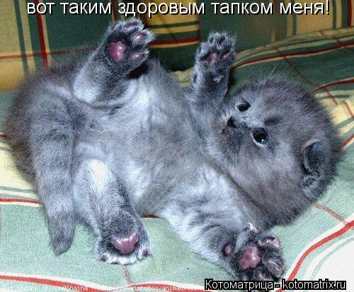 Котоматрица: вот таким здоровым тапком меня!