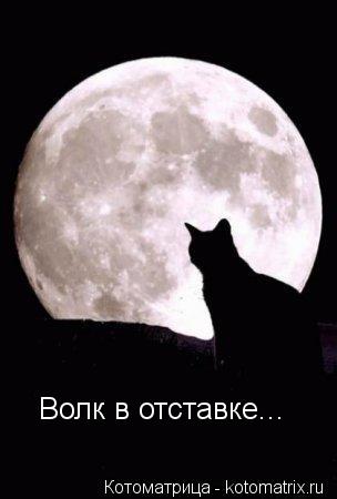 Котоматрица: Волк в отставке...