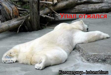 Упал отжался... Котоматрица: Упал отжался