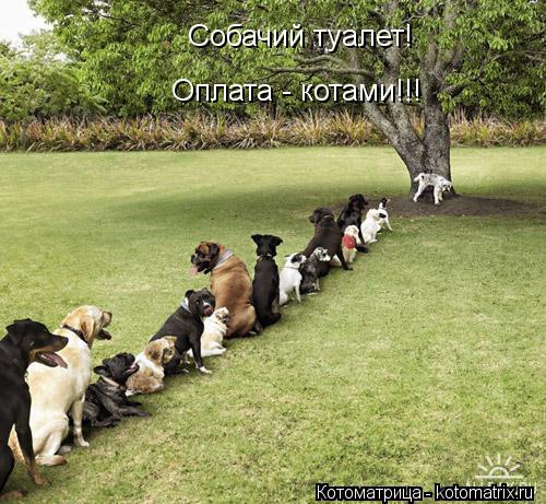 Собачий туалет! Оплата - котами!!!... Котоматрица: Собачий туалет! Оплата - котами!!!