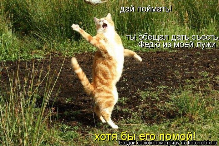 Котоматрица: дай поймать! Федю из моей лужи ты обещал дать съесть хотя бы его помой!