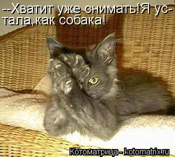 Котоматрица: --Хватит уже снимать!Я ус- тала,как собака!