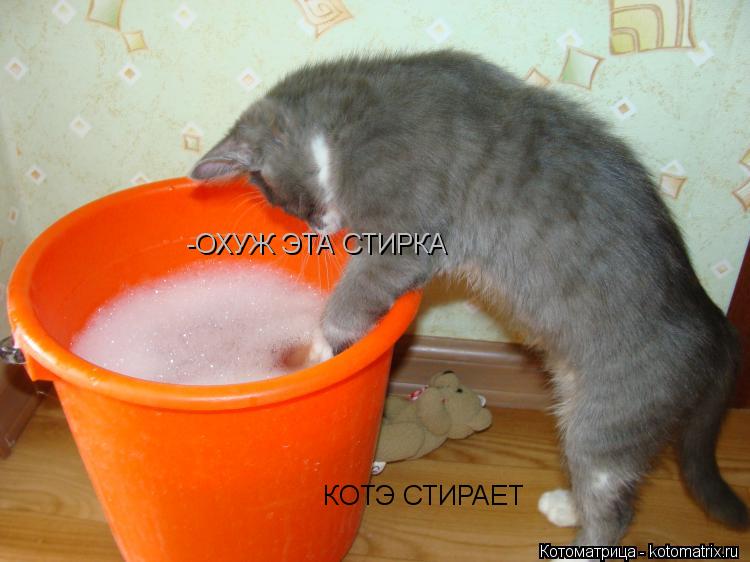 Котоматрица: КОТЭ СТИРАЕТ -ОХУЖ ЭТА СТИРКА