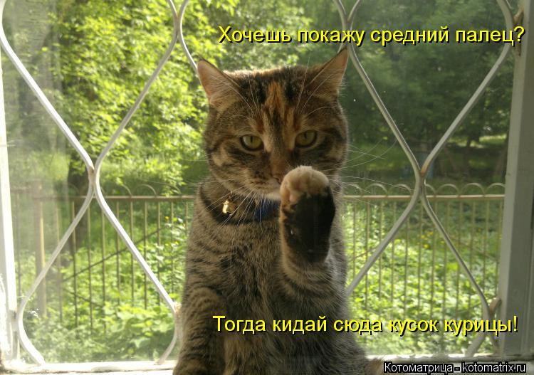 Хочешь покажу средний палец? Тогда кидай сюда кусок курицы!... Котоматрица: Хочешь покажу средний палец? Тогда кидай сюда кусок курицы!