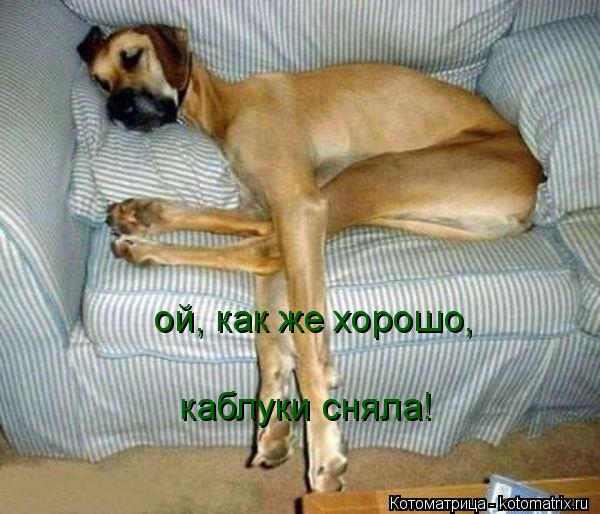 Котоматрица: ой, как же хорошо, каблуки сняла!