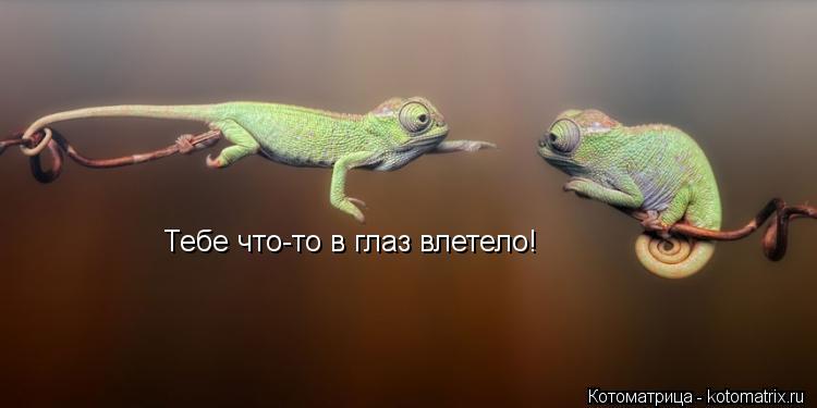 Котоматрица: Тебе что-то в глаз влетело!