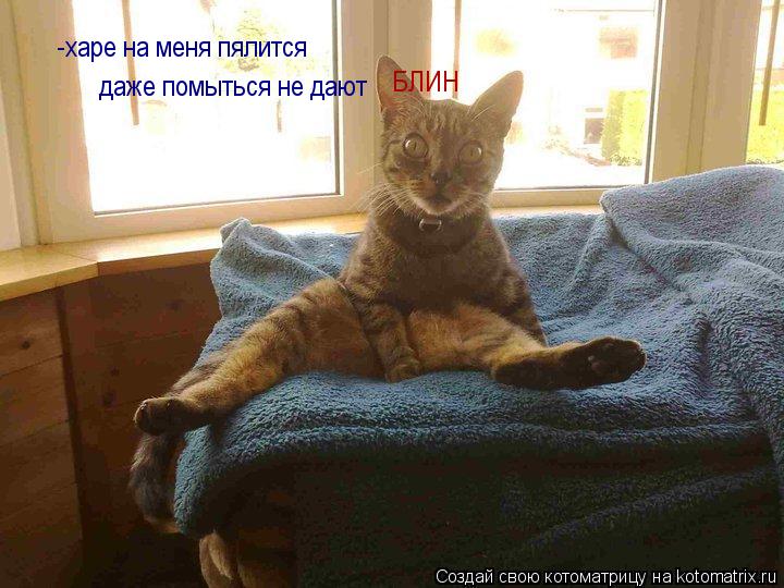 Котоматрица: -харе на меня пялится  даже помыться не дают БЛИН