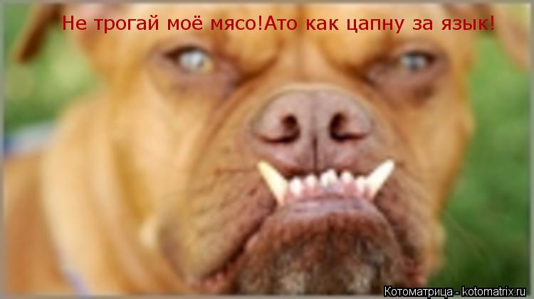 Котоматрица: Не трогай моё мясо!Ато как цапну за язык!