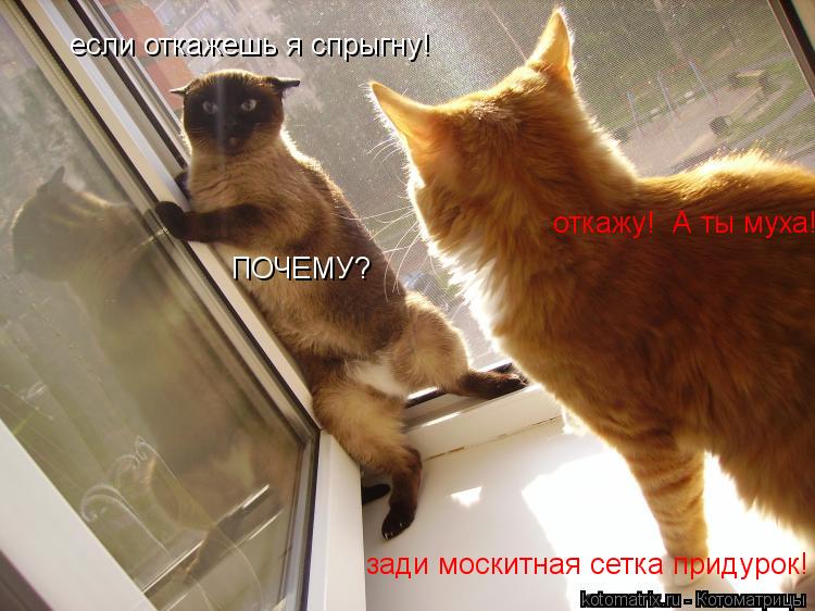 Котоматрица: если откажешь я спрыгну! ПОЧЕМУ? откажу!  А ты муха! зади москитная сетка придурок!