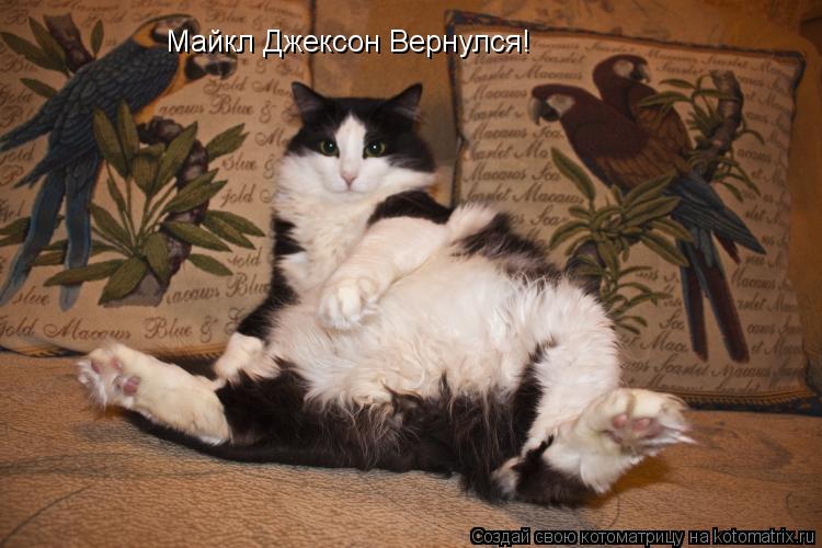 Майкл Джексон Вернулся!... Котоматрица: Майкл Джексон Вернулся!