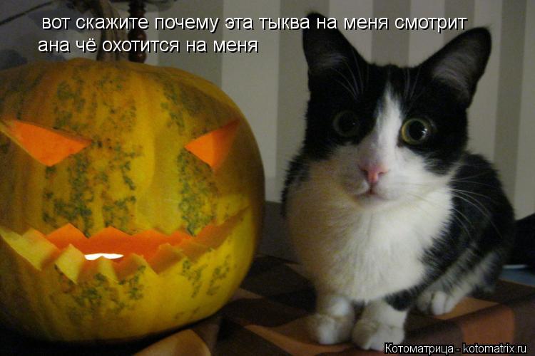 Котоматрица: вот скажите почему эта тыква на меня смотрит ана чё охотится на меня