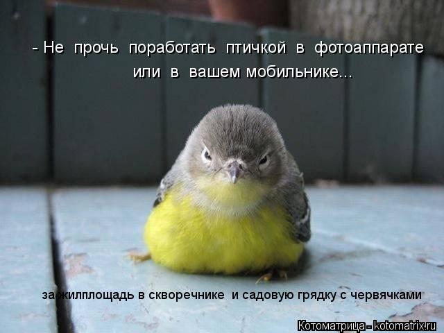- Не прочь поработать птичкой в фотоаппарате или в вашем мобильнике... за жилплощадь в сквор... Котоматрица: - Не прочь поработать птичкой в фотоаппарате или в вашем мобильнике... за жилплощадь в скворечнике и садовую грядку с червячками