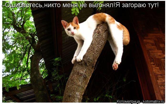 Котоматрица: --Ошибаетесь,никто меня не выгонял!Я загораю тут!