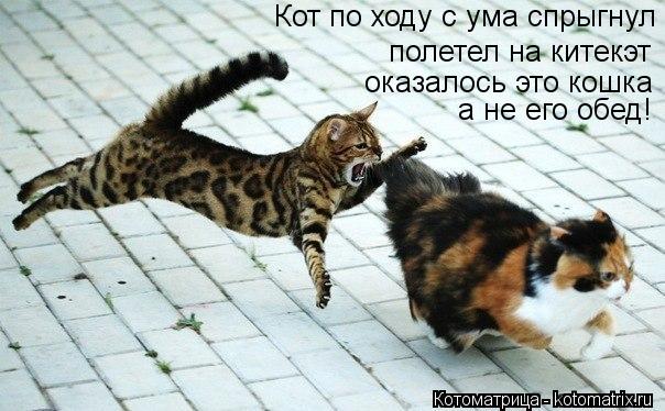 Котоматрица: Кот по ходу с ума спрыгнул полетел на китекэт оказалось это кошка а не его обед!