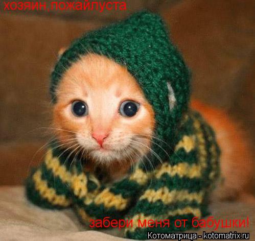 Котоматрица: хозяин,пожайлуста забери меня от бабушки!