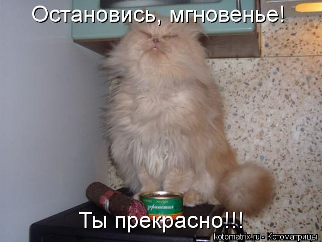 Котоматрица: Остановись, мгновенье! Ты прекрасно!!!