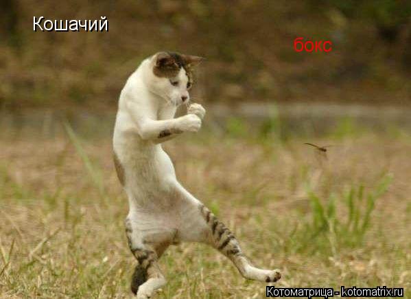 Котоматрица: Кошачий бокс
