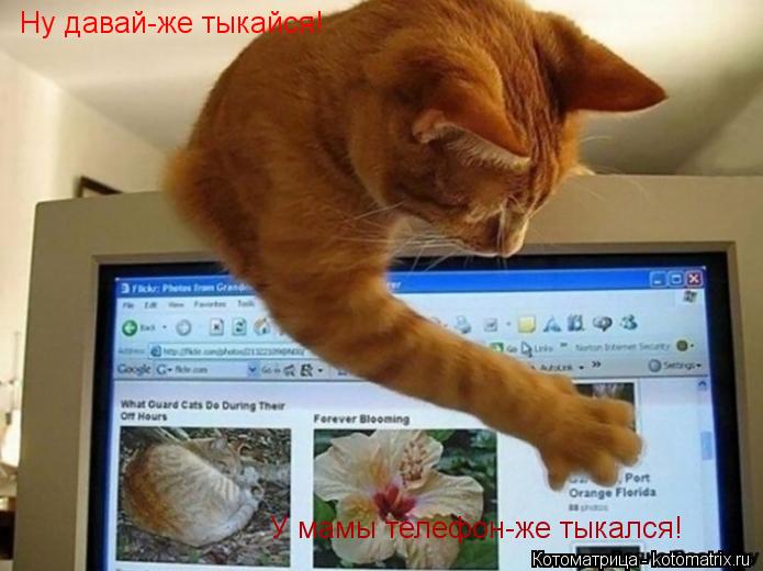 Котоматрица: Ну давай-же тыкайся! У мамы телефон-же тыкался!