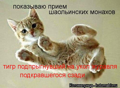 Котоматрица: показываю прием шаольинских монахов тигр подпрыгнувший на укол журавля подкравшегося сзади