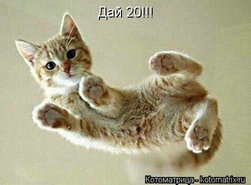 Дай 20!!!... Котоматрица: Дай 20!!!