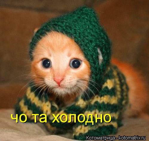 Котоматрица: чо та холодно