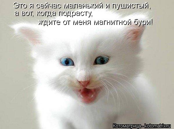 Котоматрица: Это я сейчас маленький и пушистый , а вот, когда подрасту, ждите от меня магнитной бури!