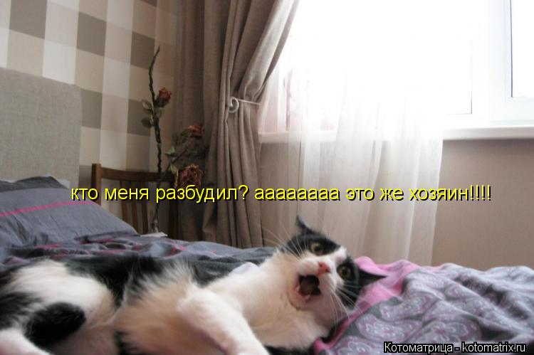 кто меня разбудил? аааааааа это же хозяин!!!!... Котоматрица: кто меня разбудил? аааааааа это же хозяин!!!!