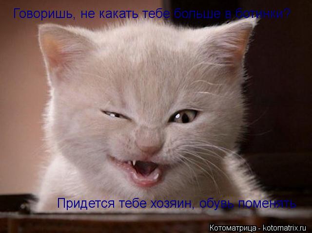 Котоматрица: Говоришь, не какать тебе больше в ботинки? Придется тебе хозяин, обувь поменять