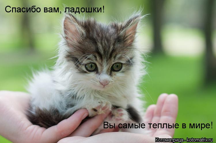 Котоматрица: Спасибо вам, ладошки! Вы самые теплые в мире!