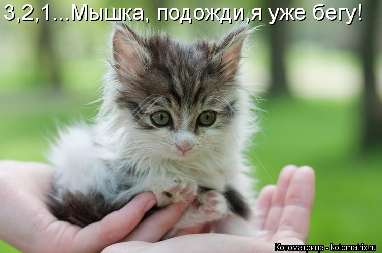 Котоматрица: 3,2,1...Мышка, подожди,я уже бегу!