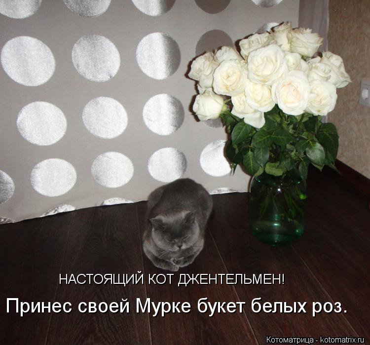 Котоматрица: НАСТОЯЩИЙ КОТ ДЖЕНТЕЛЬМЕН! Принес своей Мурке букет белых роз.