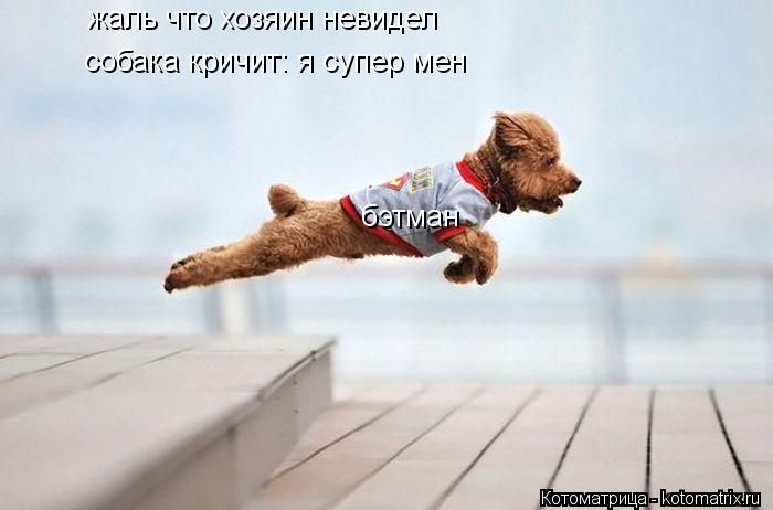 жаль что хозяин невидел собака кричит: я супер мен бэтман... Котоматрица: жаль что хозяин невидел собака кричит: я супер мен бэтман