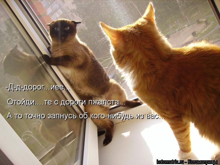 Котоматрица: Отойди....те с дороги пжалста... -Д-д-дорог...иее... А то точно запнусь об кого-нибудь из вас...