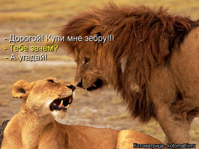 - Дорогой! Купи мне зебру!!! - Тебе зачем? - А угадай!... Котоматрица: - Дорогой! Купи мне зебру!!! - Тебе зачем? - А угадай!