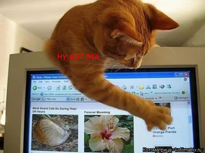 Котоматрица: ну вот эта