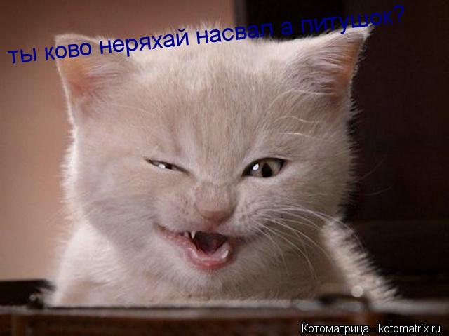 Котоматрица: ты ково неряхай насвал а питушок?