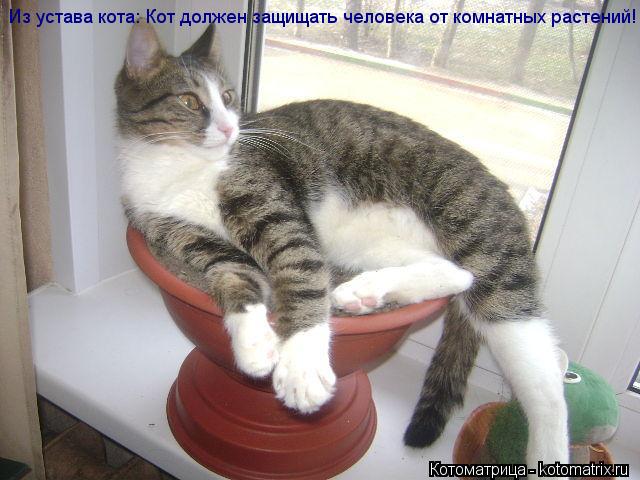 Котоматрица: Из устава кота: Кот должен защищать человека от комнатных растений!