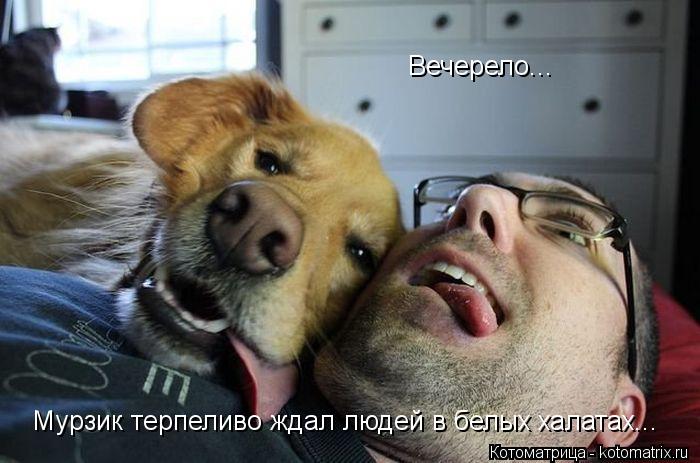 Котоматрица: Мурзик терпеливо ждал людей в белых халатах... Вечерело...
