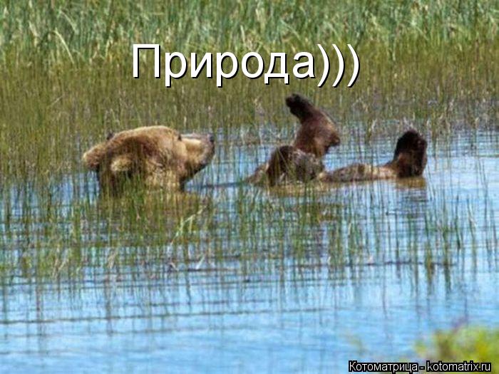 Природа)))... Котоматрица: Природа)))