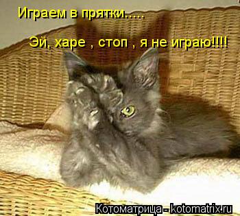 Котоматрица: Играем в прятки..... Эй, харе , стоп , я не играю!!!!